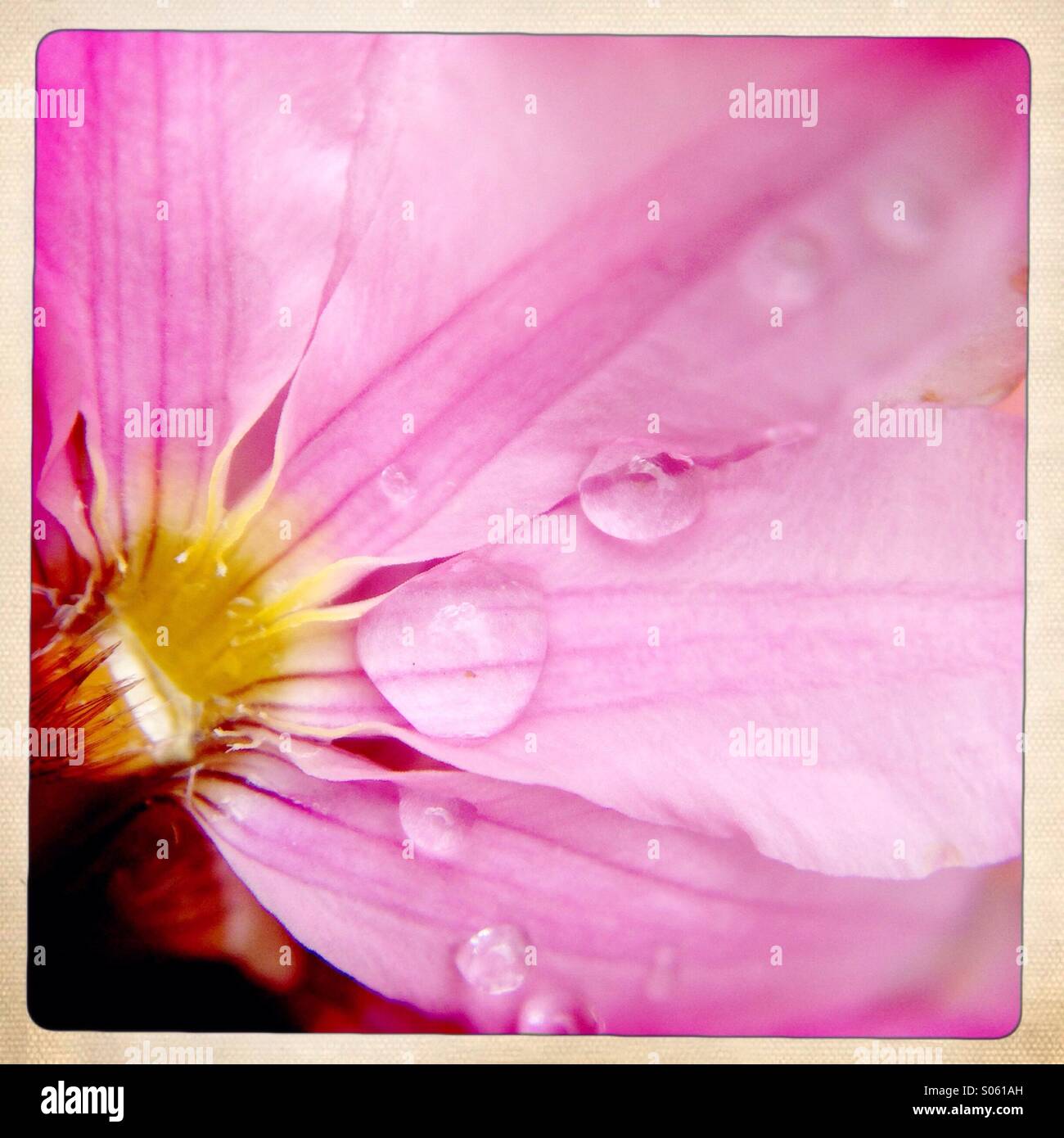 Water droplet on pink flower, macro Stock Photo