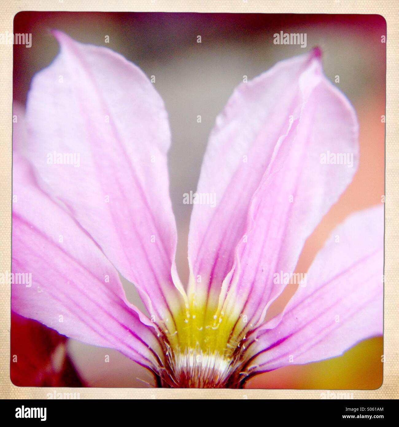 Macro stamen and petals of pink flower Stock Photo