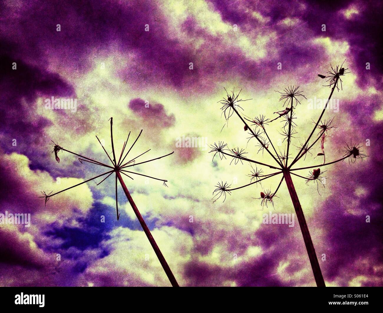 Dead hogweed plants silhouetted against dramatic sky - Smartphone Captured Stock Image