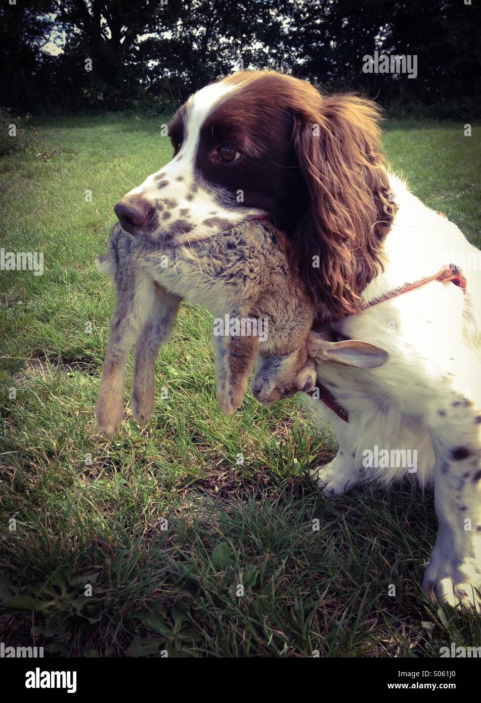 Springer Spaniel Rabbiting Springer spaniel with a rabbit he has caught Stock Photo - Alamy