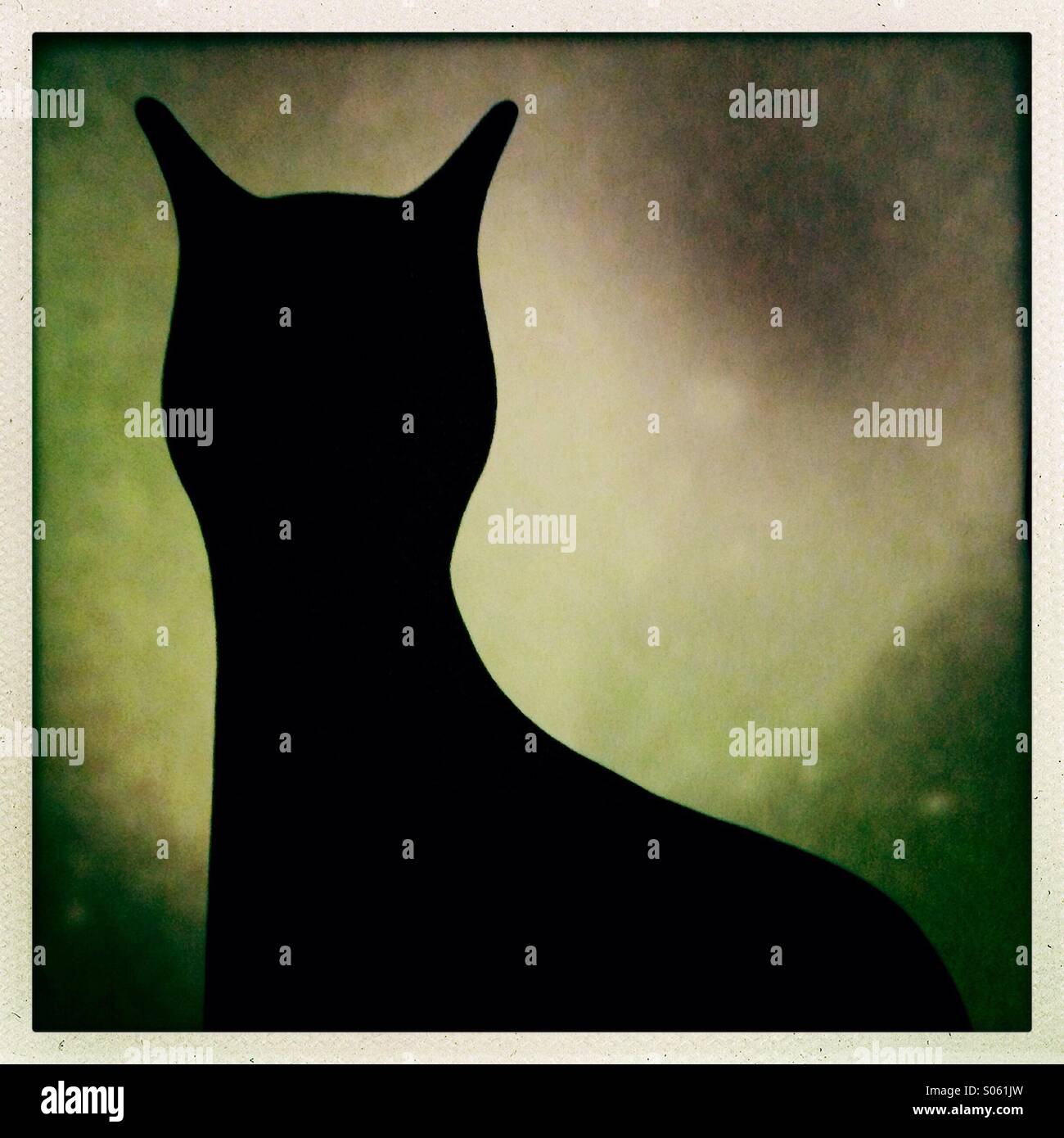 Black cat - Smartphone Captured Stock Image