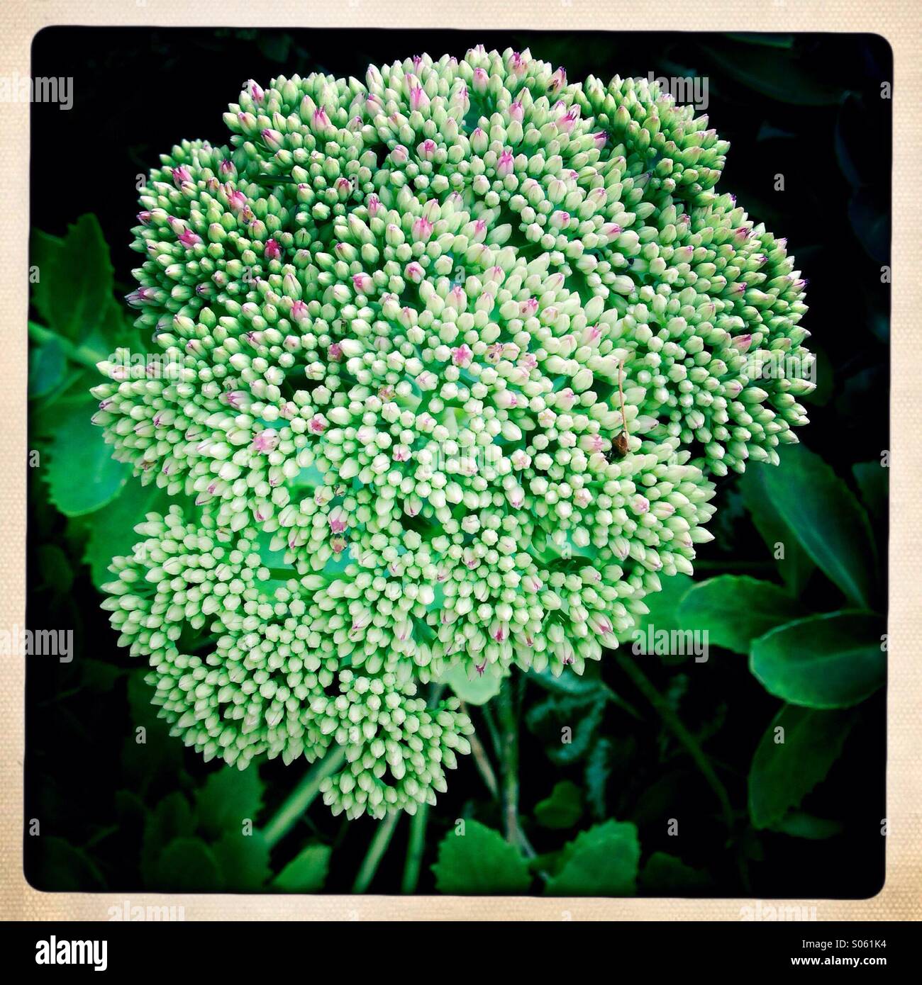 Sedum flower head - Smartphone Captured Stock Image
