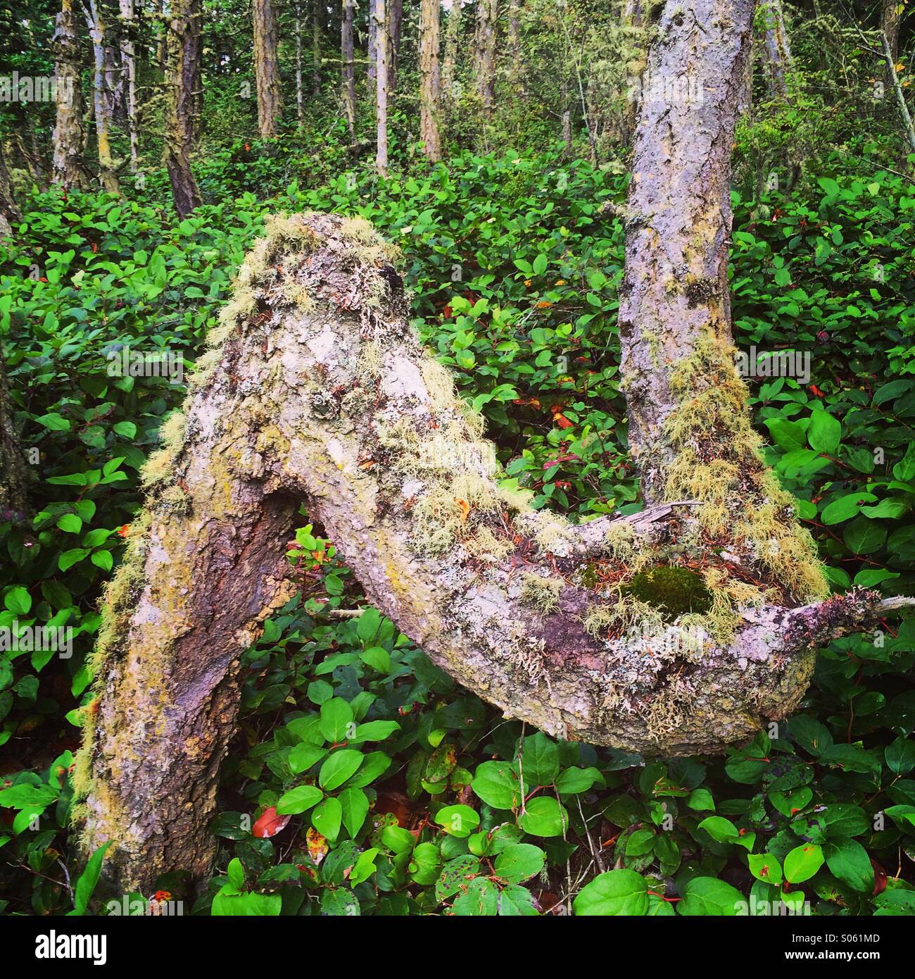 Bent tree trunk, Deception Pass State Park, Washington Stock Photo