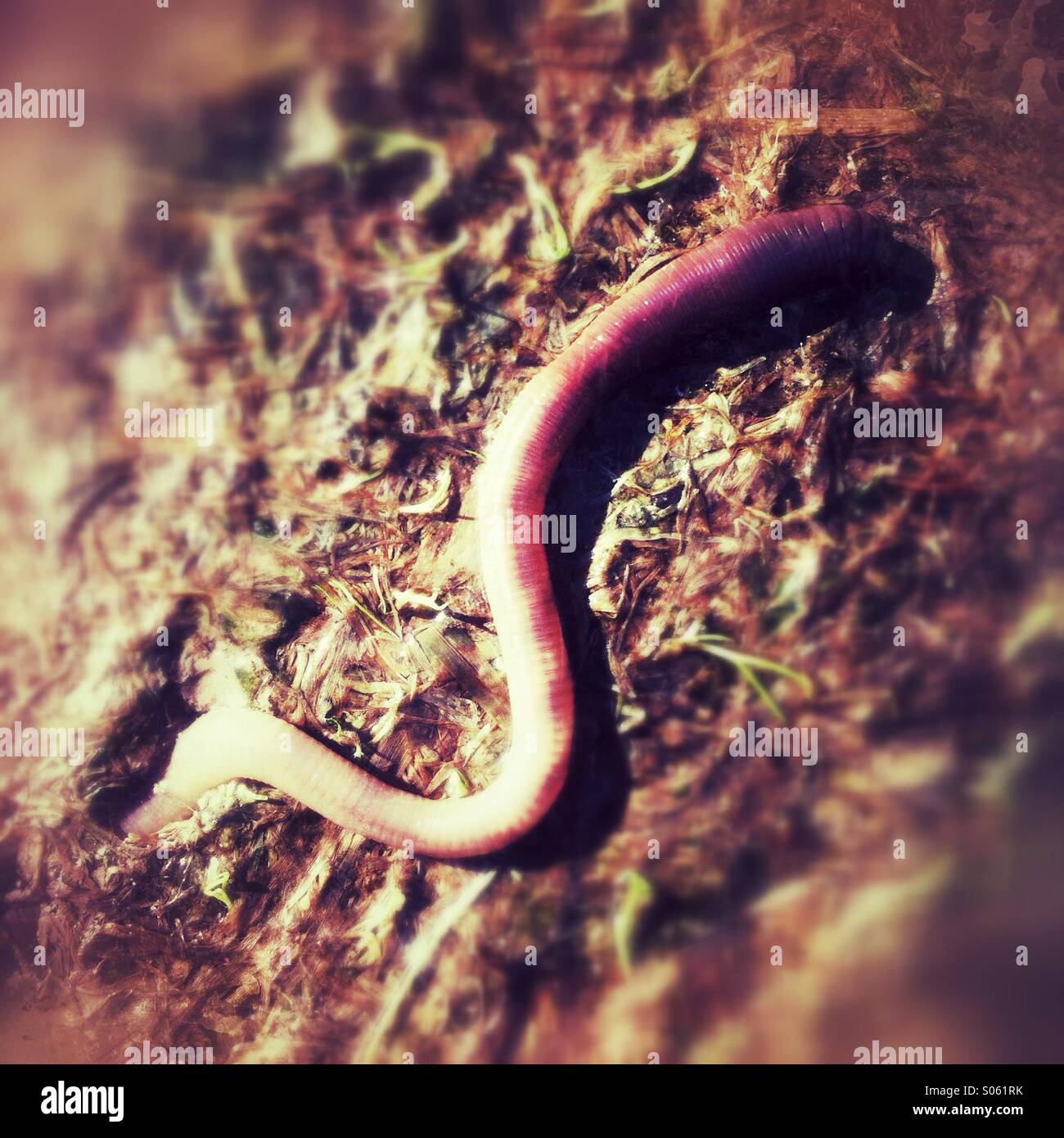 Earth worm - Smartphone Captured Stock Image
