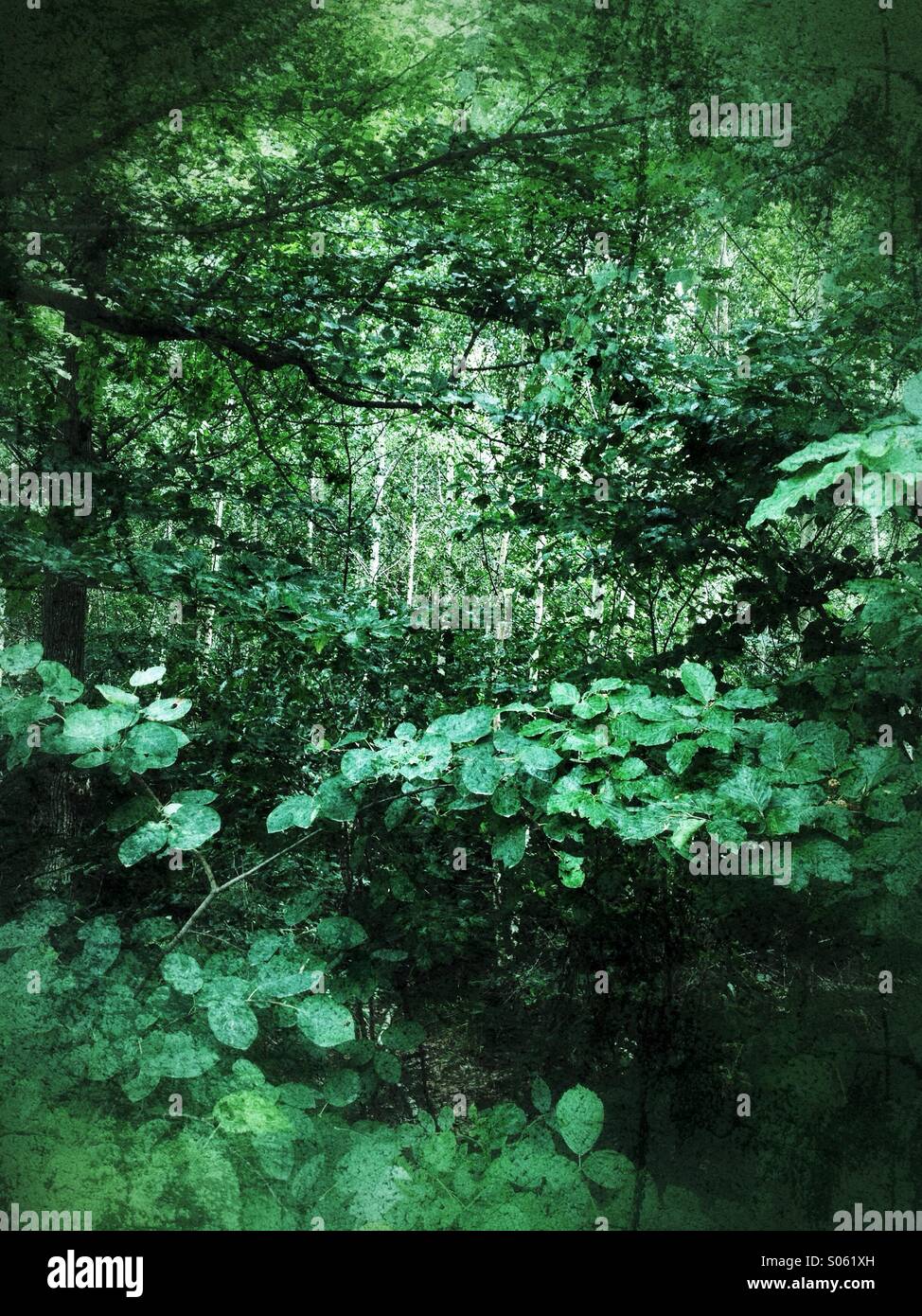 Green jungle. Vignette and Retro styled postprocessing added. - Smartphone Captured Stock Image