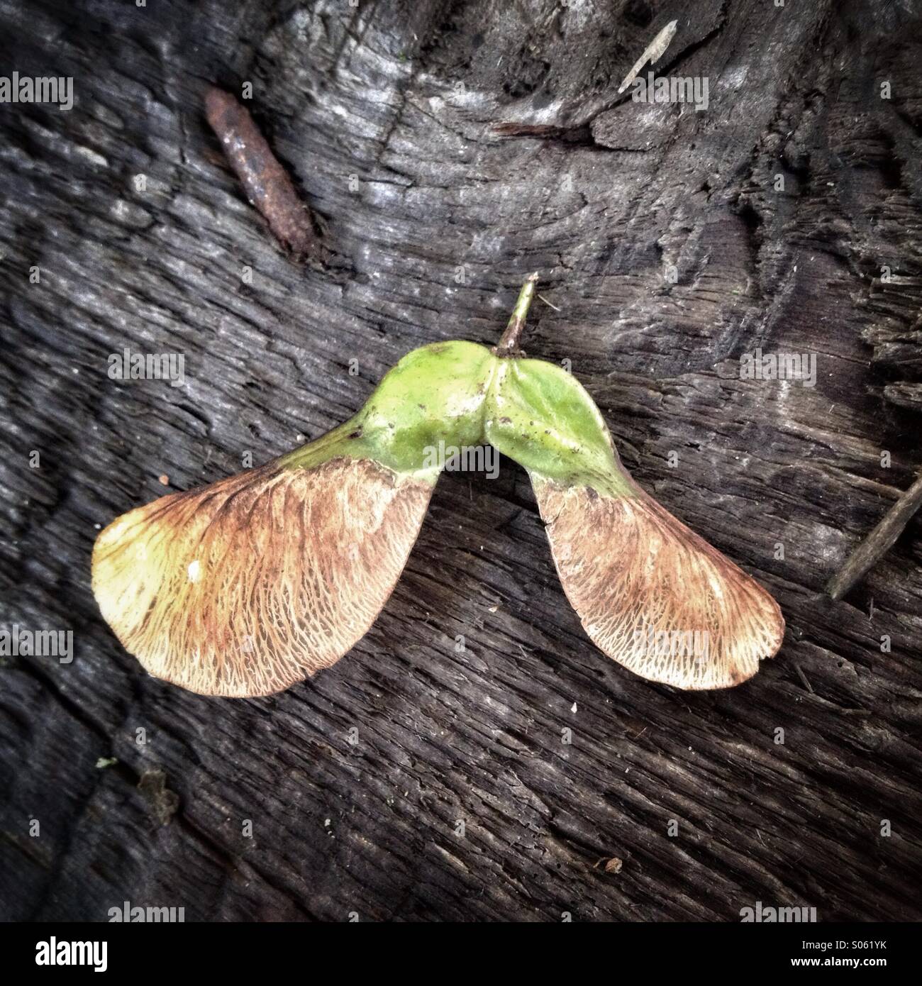 Sycamore seeds Stock Photo