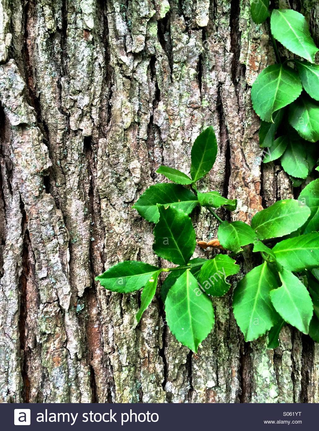Black Oak Tree High Resolution Stock Photography and Images Alamy
