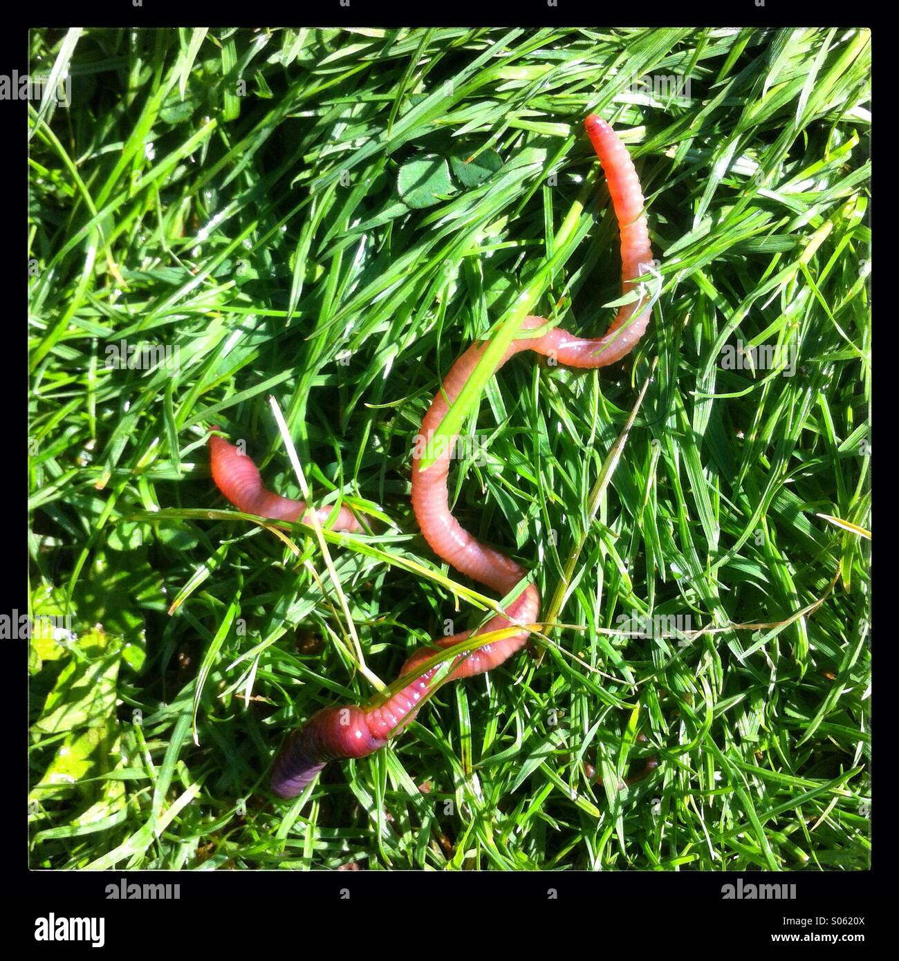 Earth worm or lob worm, Lumbricus terrestris, - Smartphone Captured Stock Image