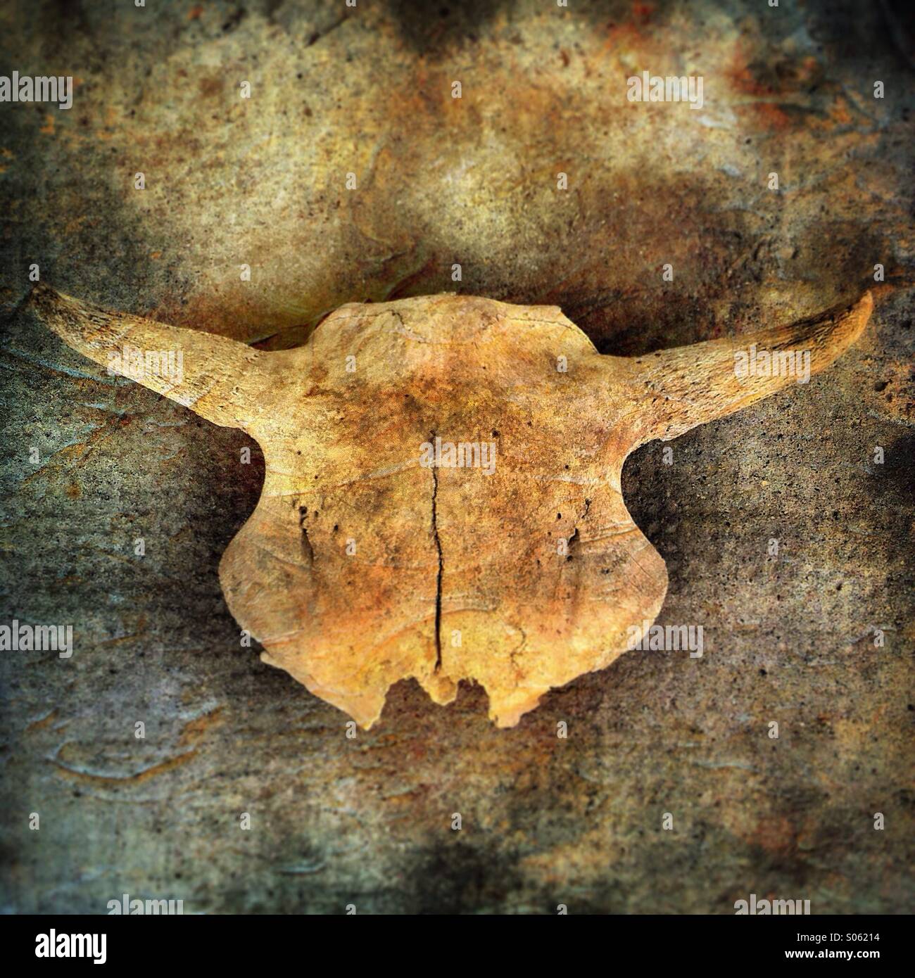 Buffalo skull crown Stock Photo