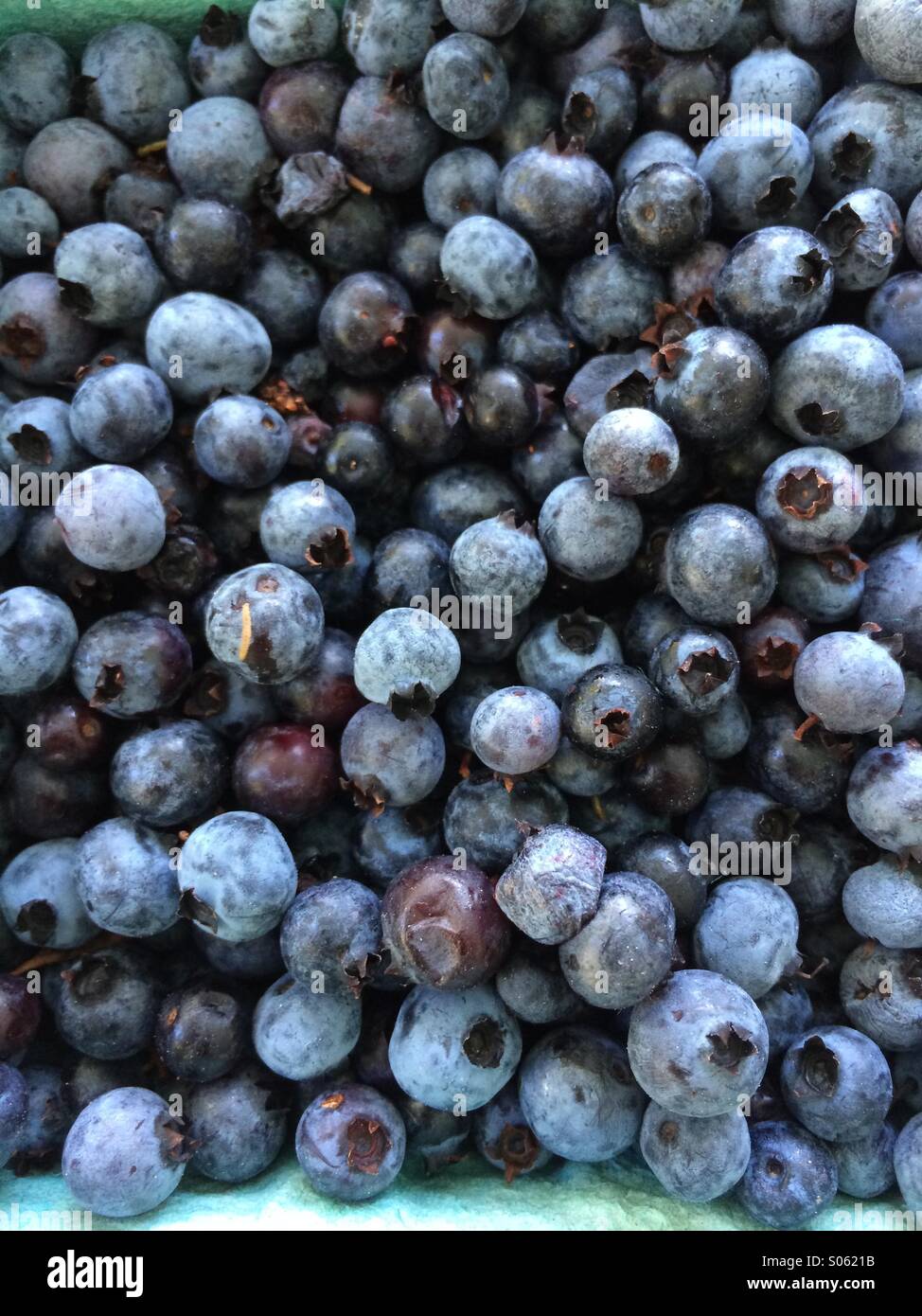 Maine Blueberries Stock Photo