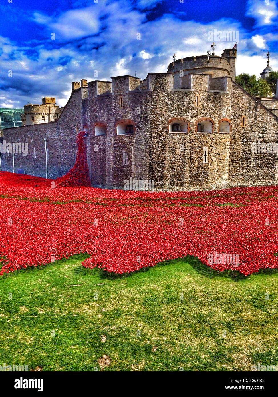 Poppies at London Tower Stock Photo