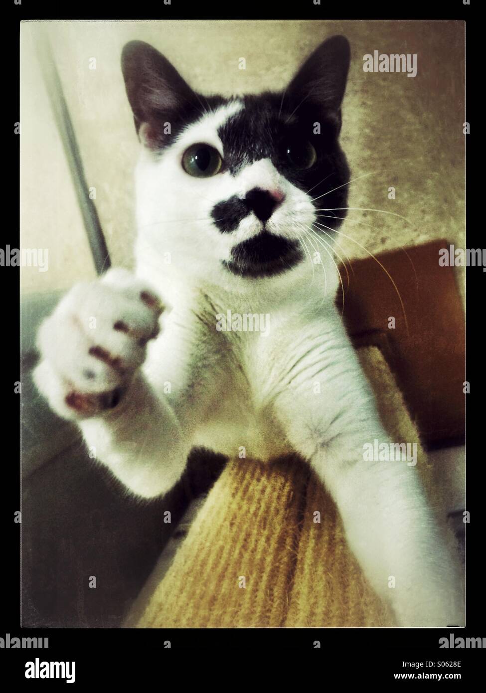Black and white cat reaching for the camera Stock Photo - Alamy