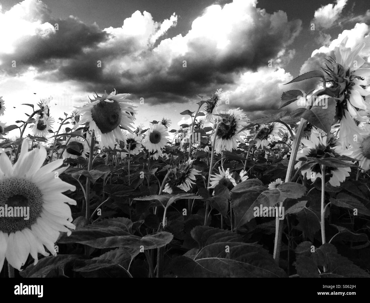 Field of sunflowers Black and White Stock Photos & Images - Alamy