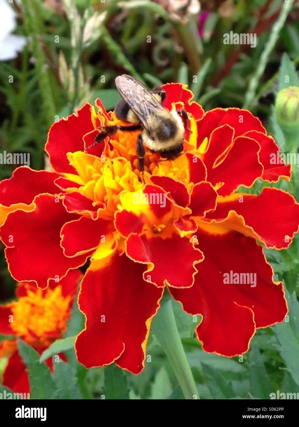 A marigold with a bee siting on it. - Smartphone Captured Stock Image