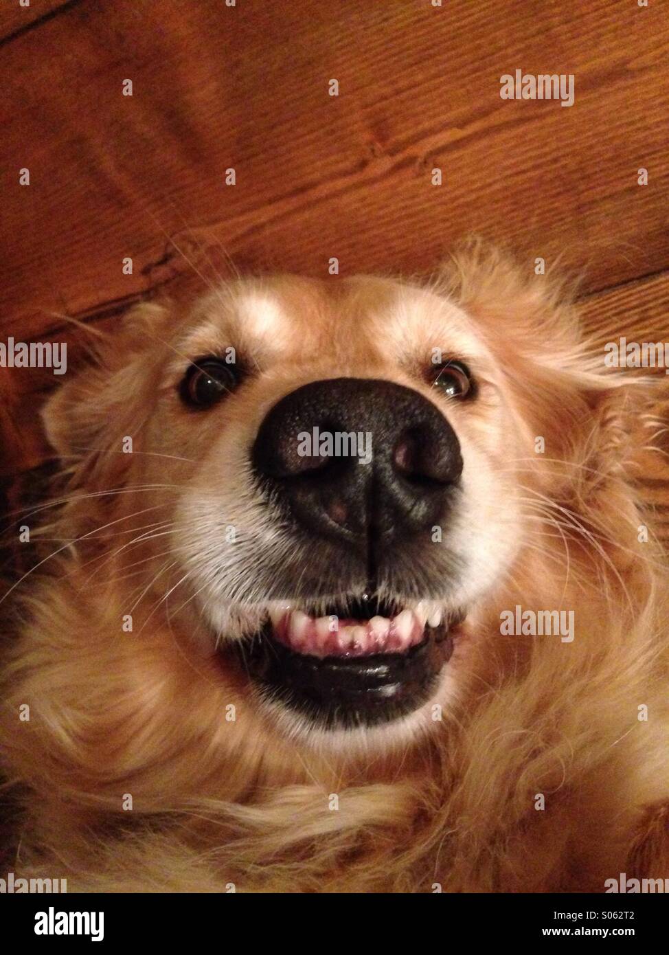 Silly dog Stock Photo