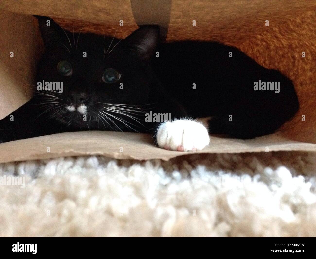 Cat in bag 2 Stock Photo Alamy