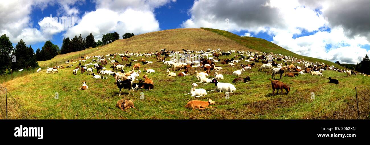 Panorama of a goat herd in a field - Smartphone Captured Stock Image