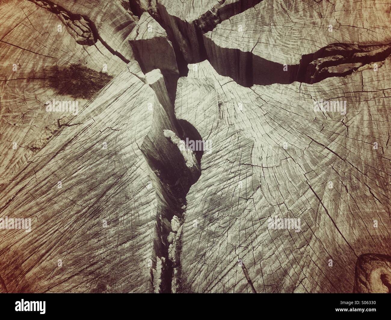 Close up detail of a sawn tree stump - Smartphone Captured Stock Image