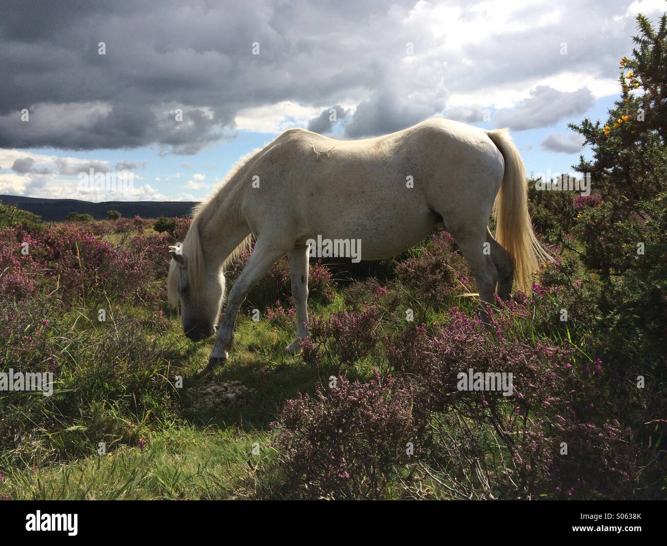 Wild horse grazing on flowering heather moors Stock Photo