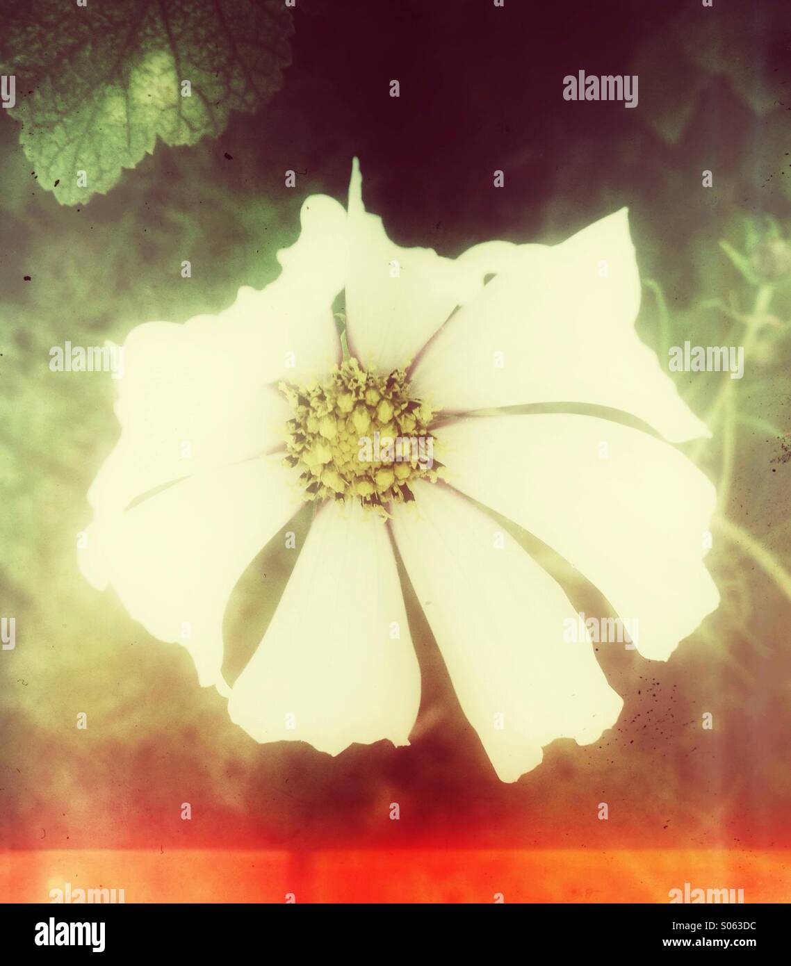 Mallows flower. Retro postprocessing - Smartphone Captured Stock Image