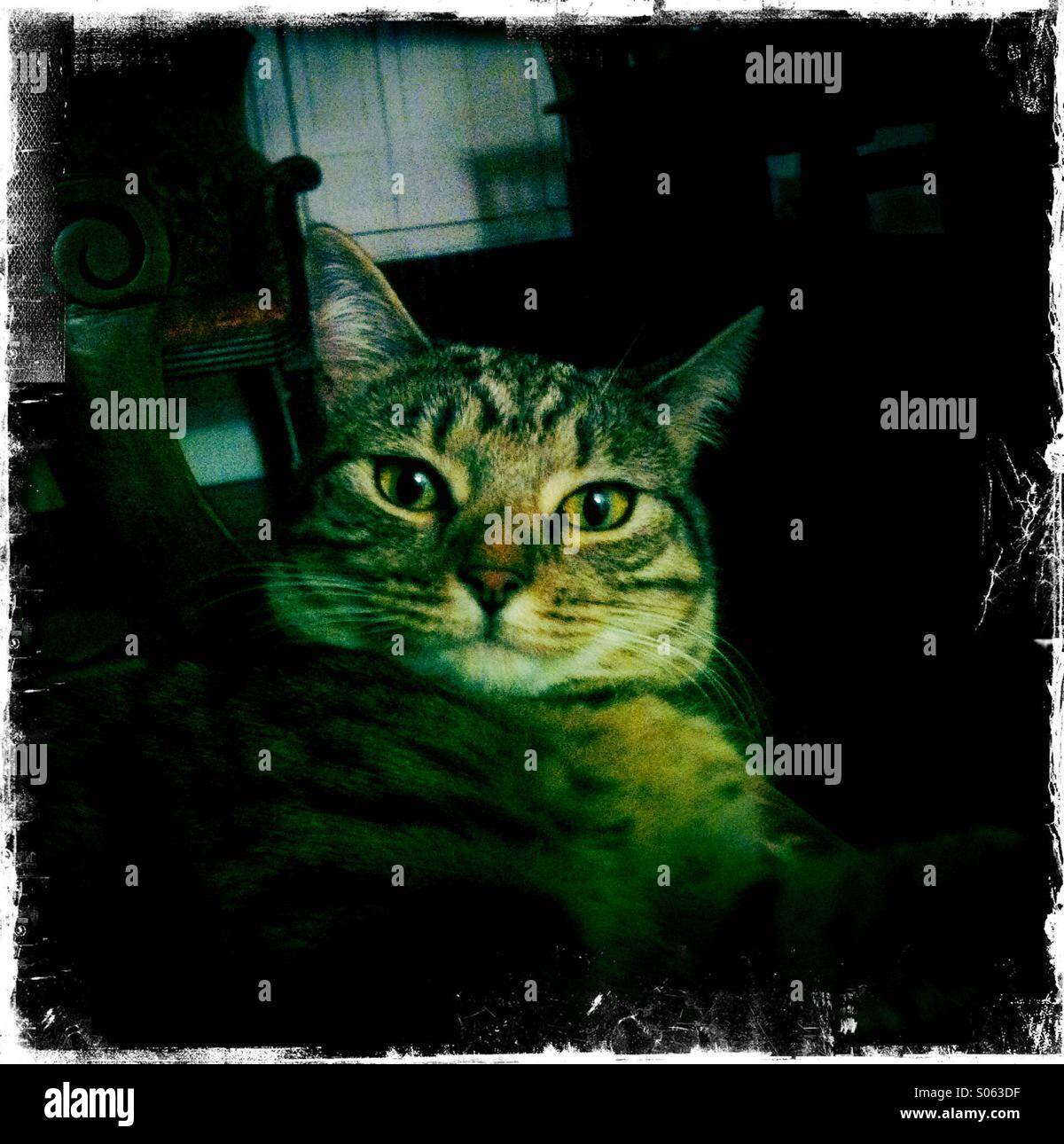 Tabby cat looking at camera - Smartphone Captured Stock Image