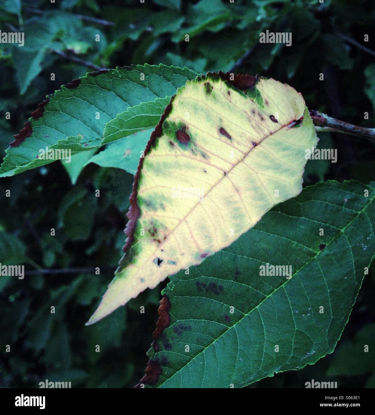 First leaf of autumn. Retro styled postprocessing . - Smartphone Captured Stock Image