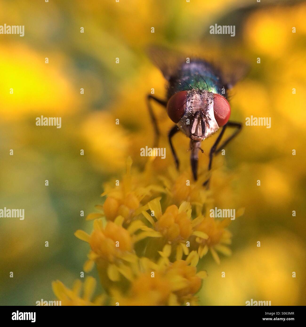 Red-eyed fly on yellow flower - Smartphone Captured Stock Image