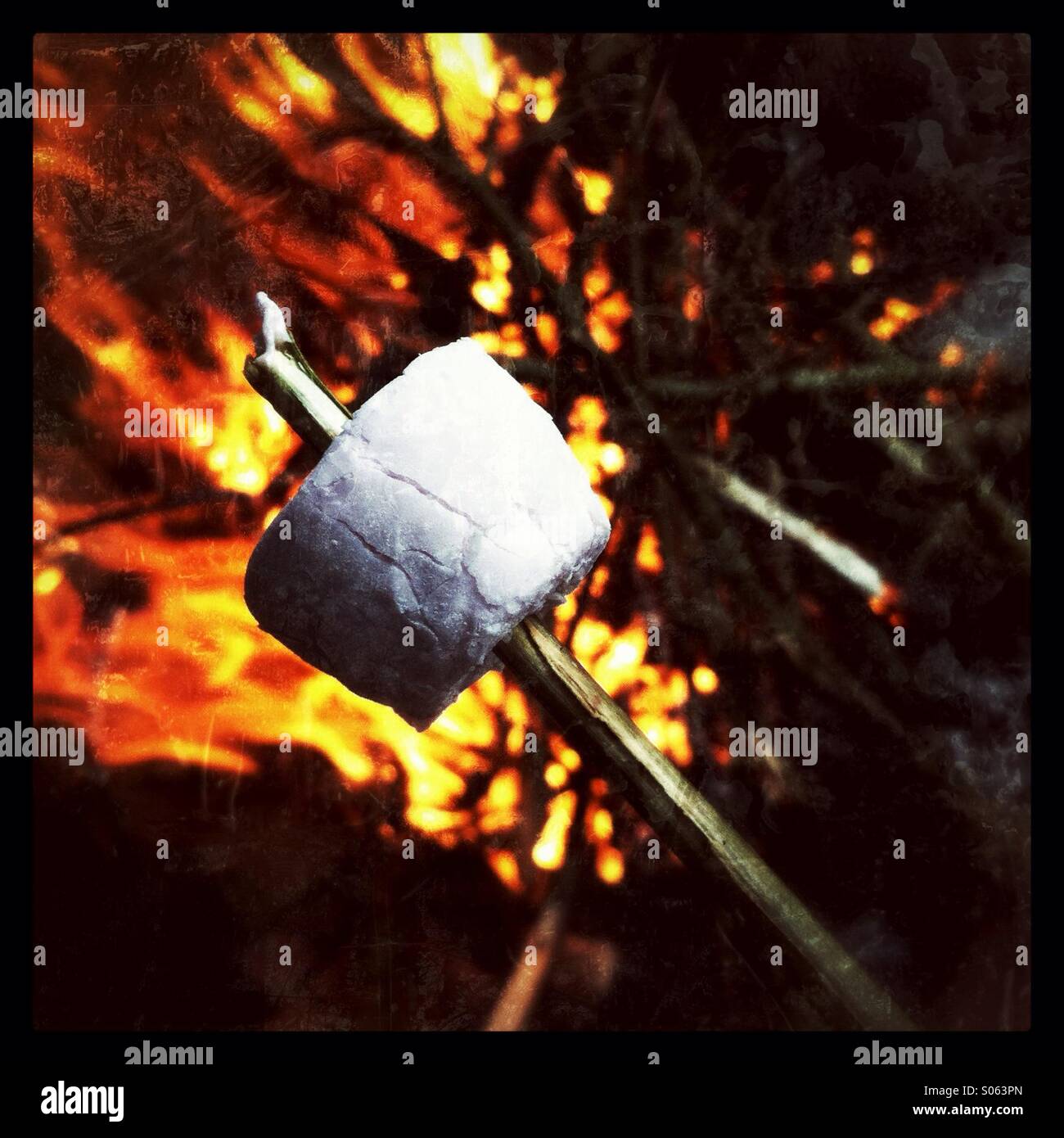 Toasting a marshmallow over a camp fire - Smartphone Captured Stock Image