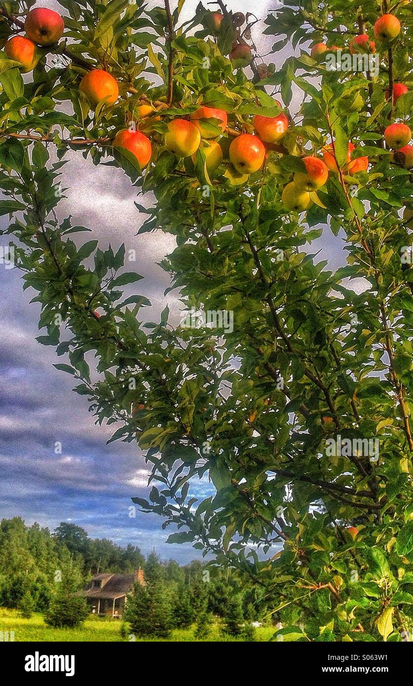 Apple tree with a cabin in the background - Smartphone Captured Stock Image