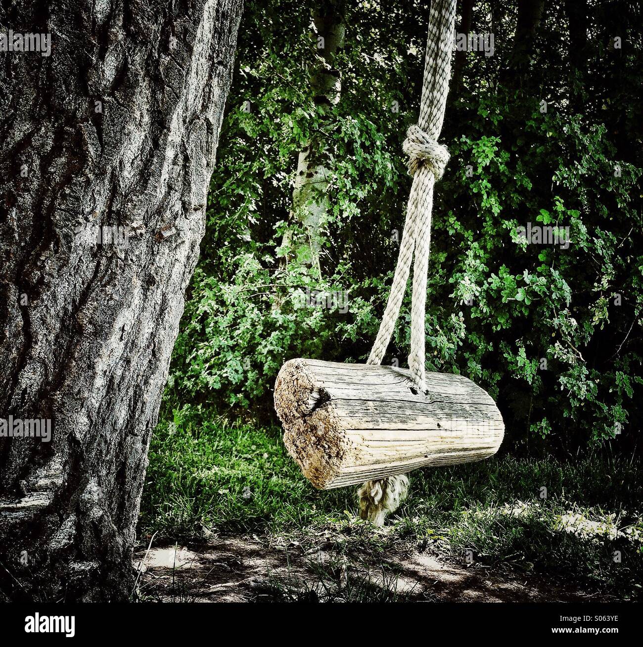 Old wooden seated tree swing Stock Photo Alamy