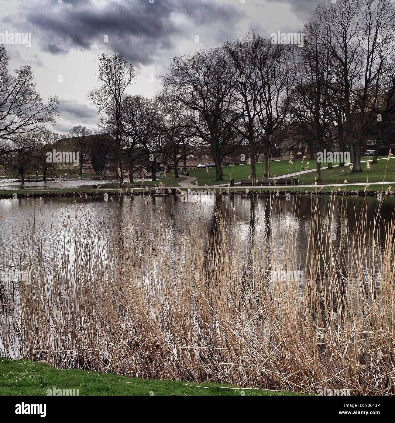 Winter in the park - Smartphone Captured Stock Image