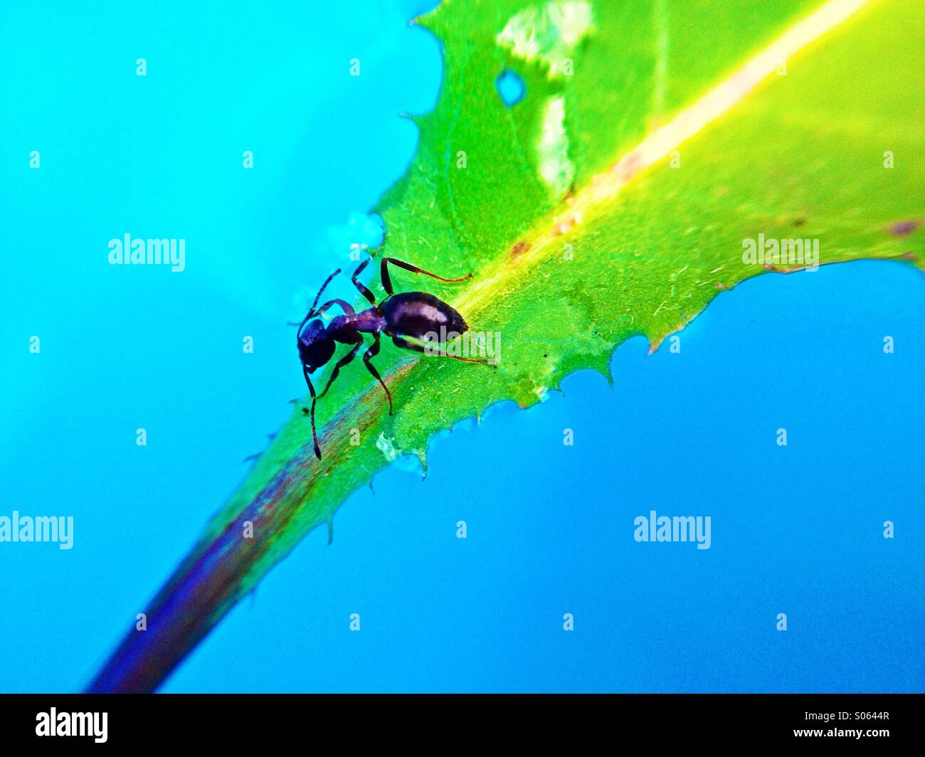 Ant on a leaf floating on water - Smartphone Captured Stock Image