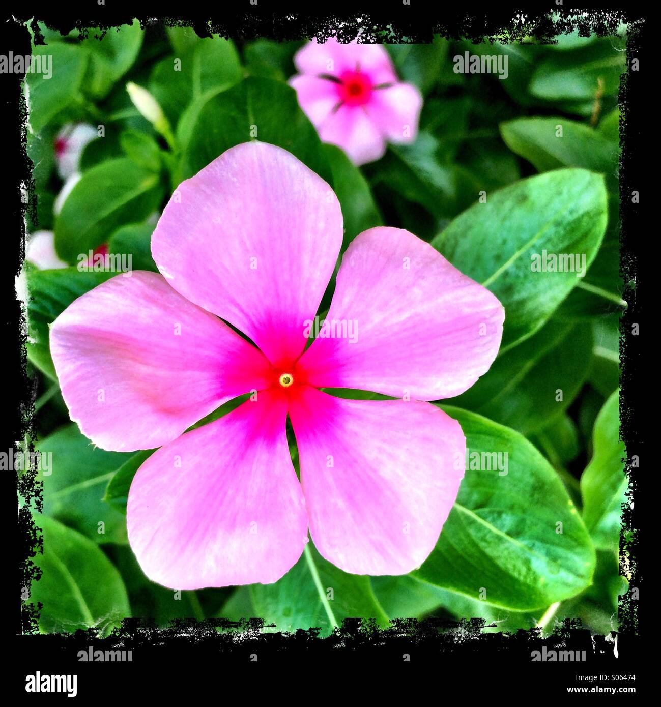 Pink vinca or periwinkle flower Stock Photo