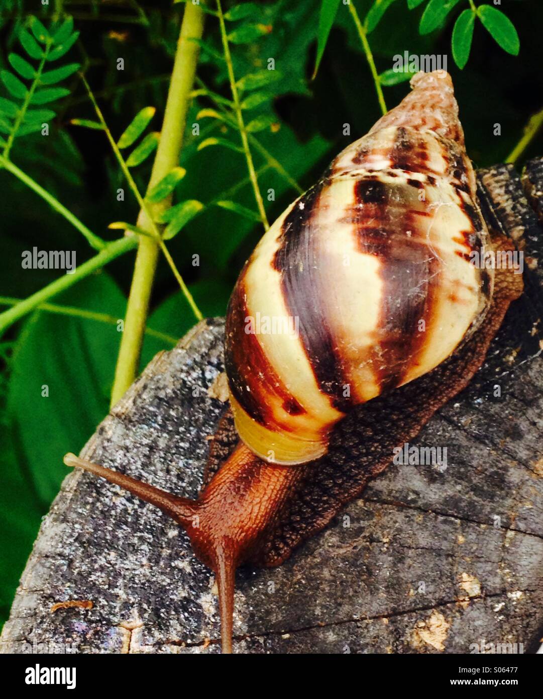 A large, brightly coloured, patterned snail on a green leafy background Stock Photo