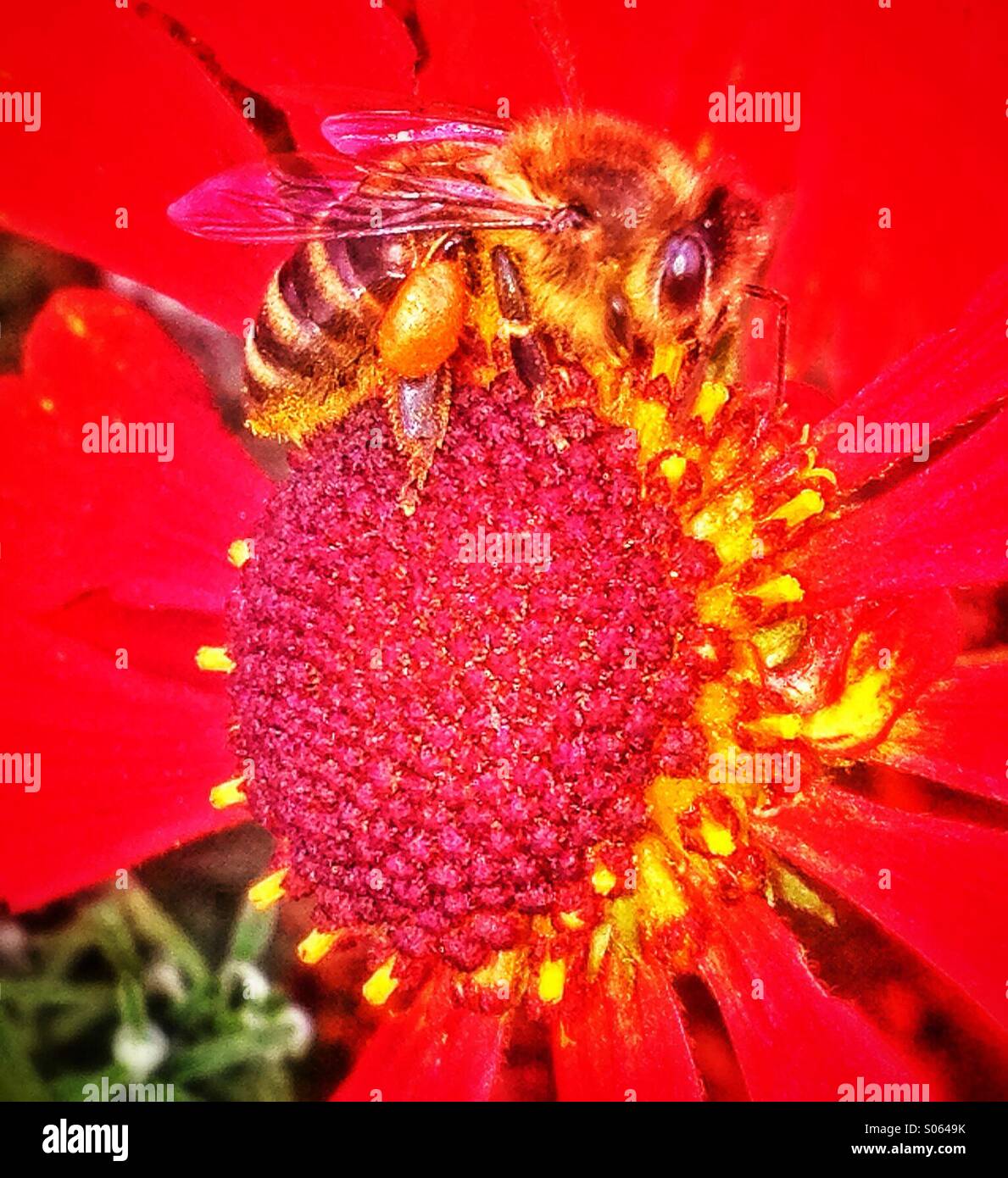Honey bee and echinacea flower Stock Photo Alamy