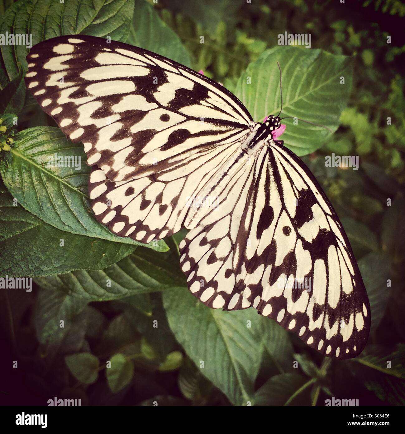 Rice Paper or Paper Kite Butterfly (Idea leuconoe) Southeast Asia. - Smartphone Captured Stock Image