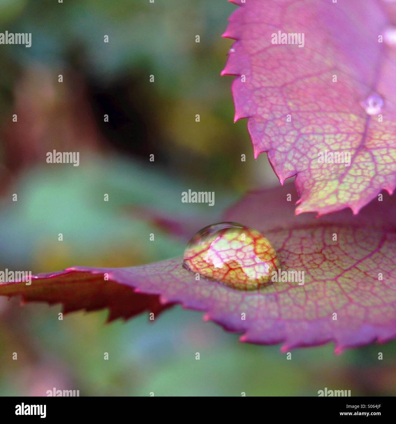 Raindrop on a rosebush leaf. - Smartphone Captured Stock Image