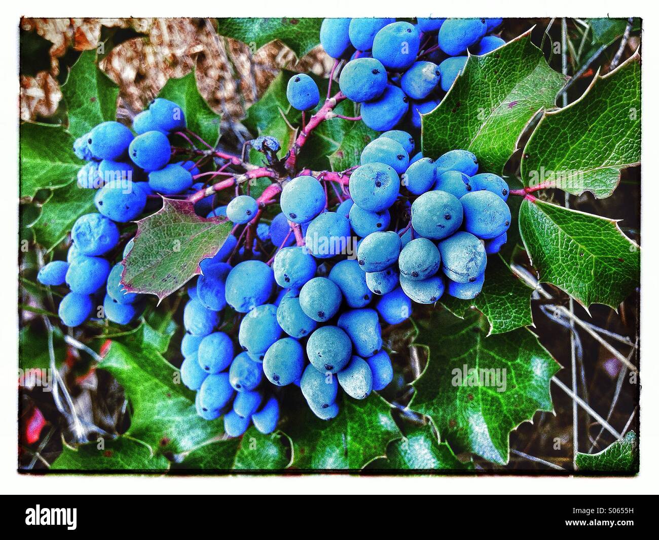 Wild blue ivy berries Stock Photo - Alamy