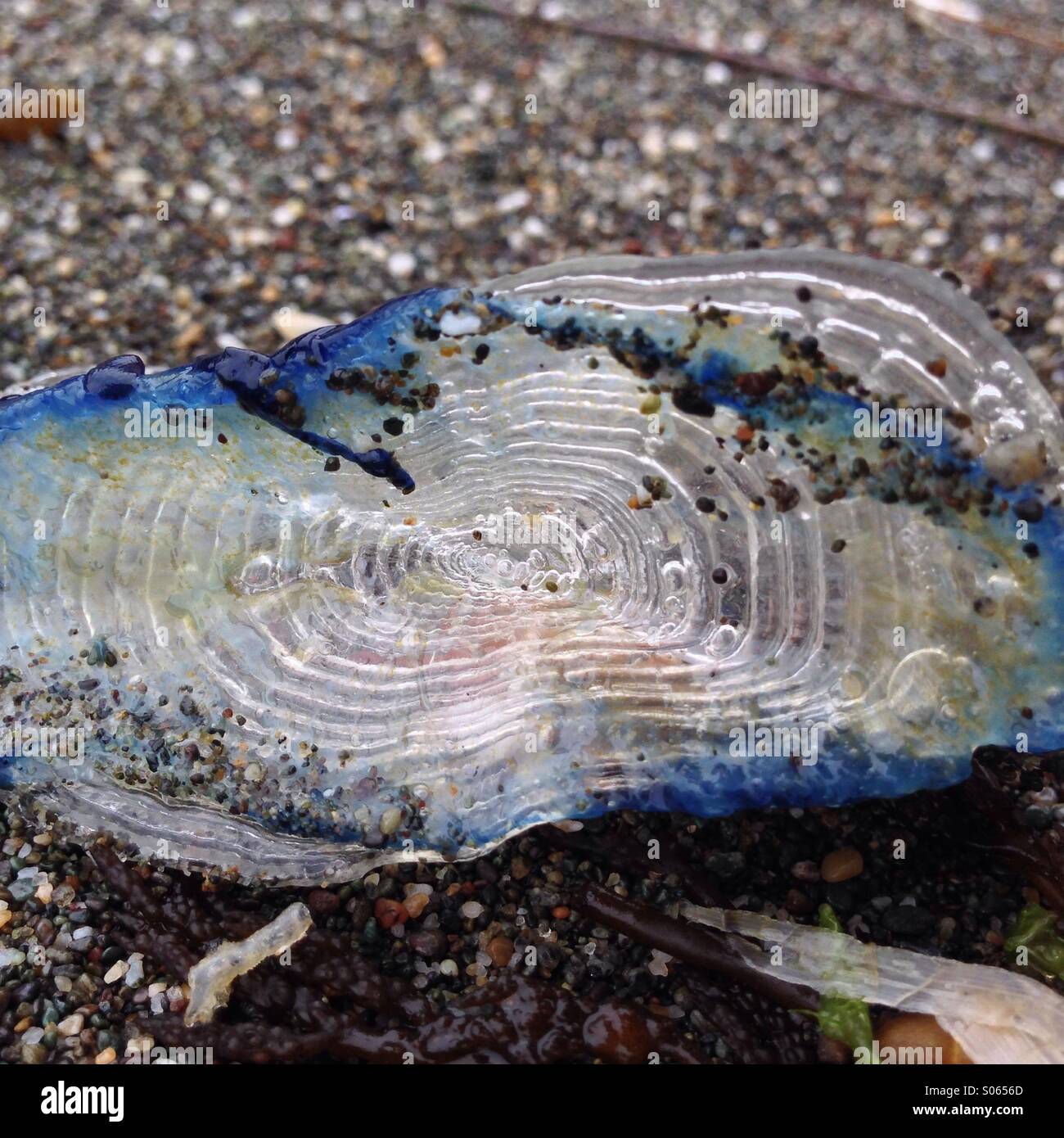 Blue jellyfish Stock Photo