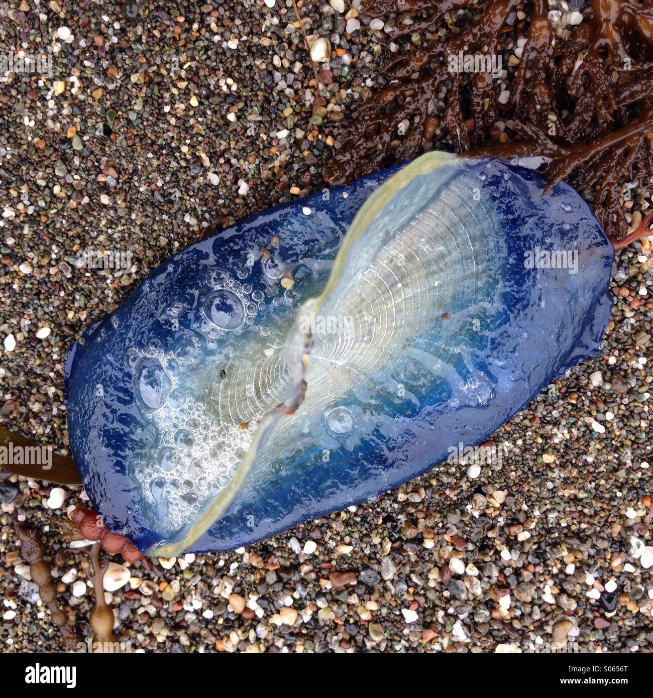 Blue jellyfish 4 Stock Photo