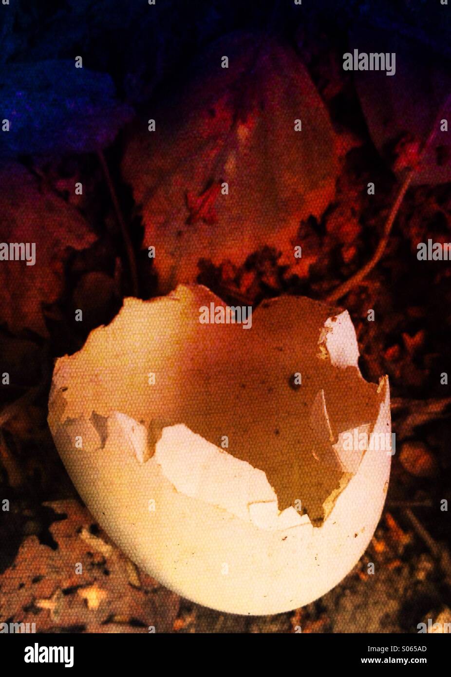 Close up of an egg shell - Smartphone Captured Stock Image