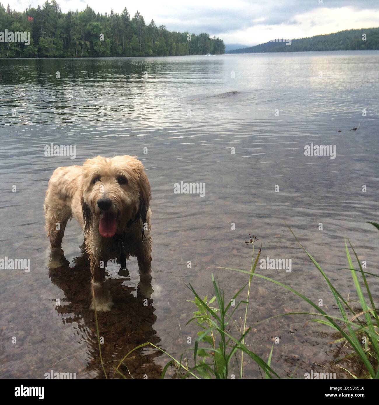 Happy dog in Lake Placid Stock Photo