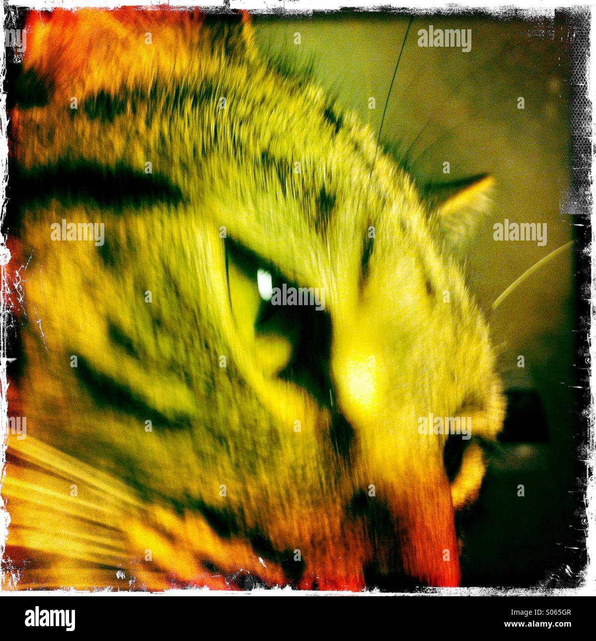 Tabby cat's head close up Stock Photo Alamy