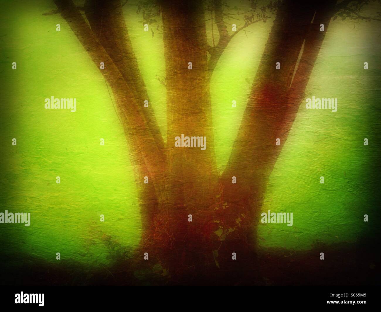 Tree trunk and algae covered pond Stock Photo