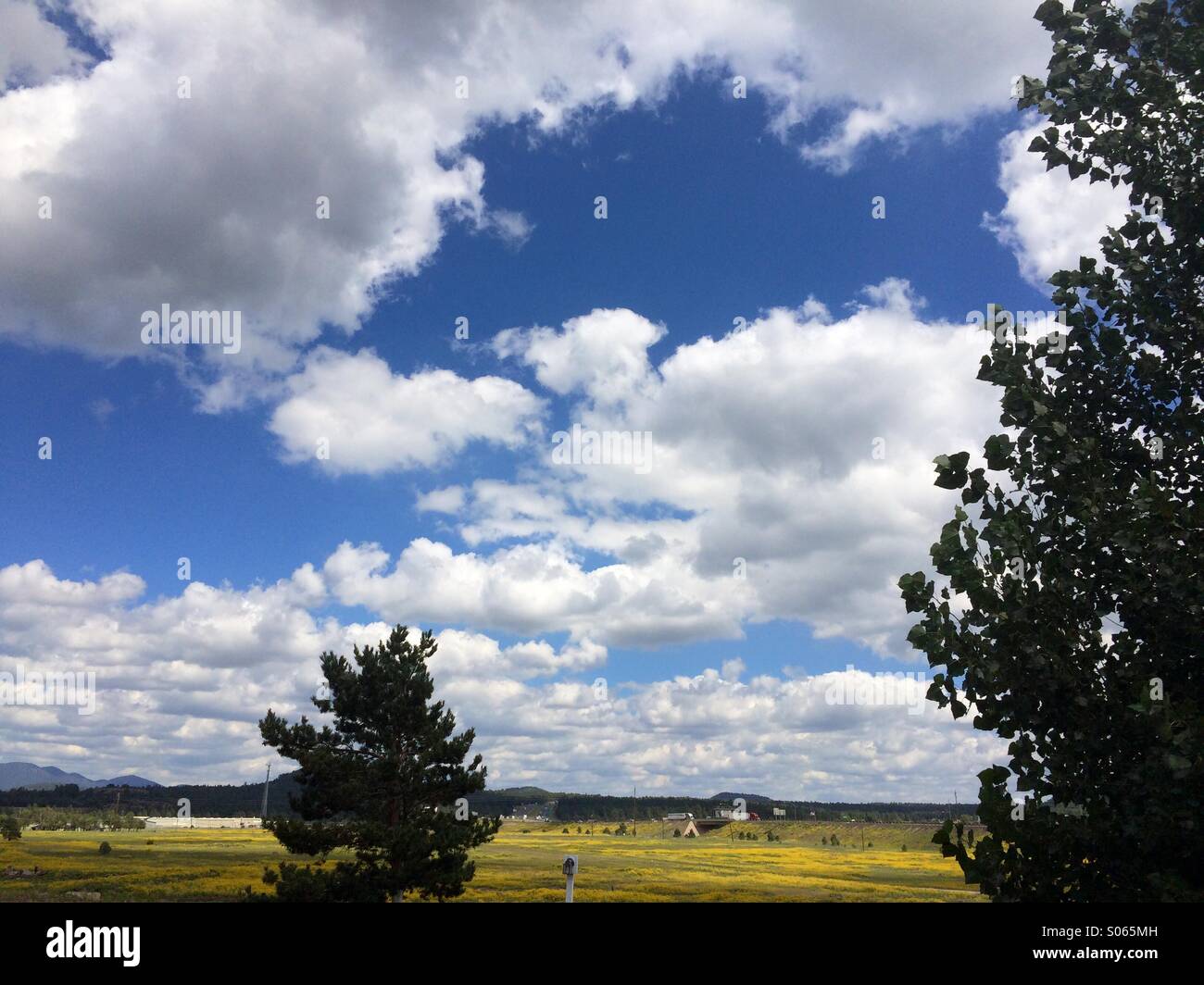 The blue sky and white clouds and pine trees hires stock photography