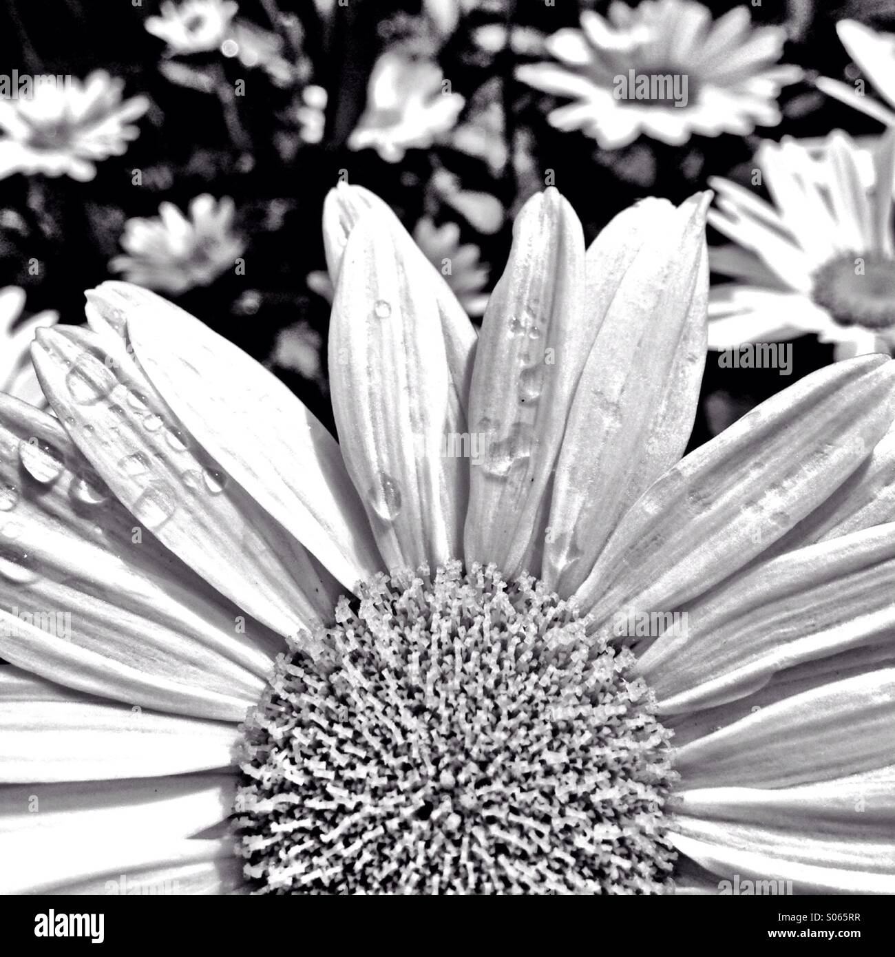 Daisy in black and white Stock Photo