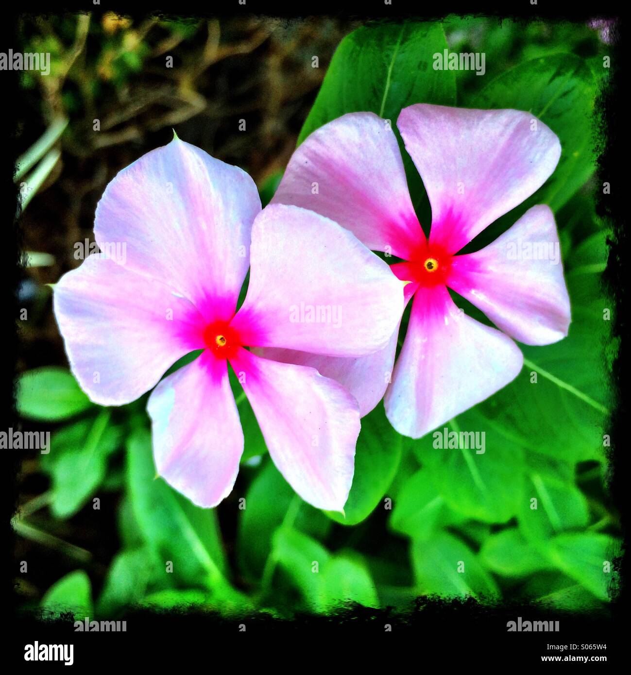 Two pink vinca flowers. - Smartphone Captured Stock Image