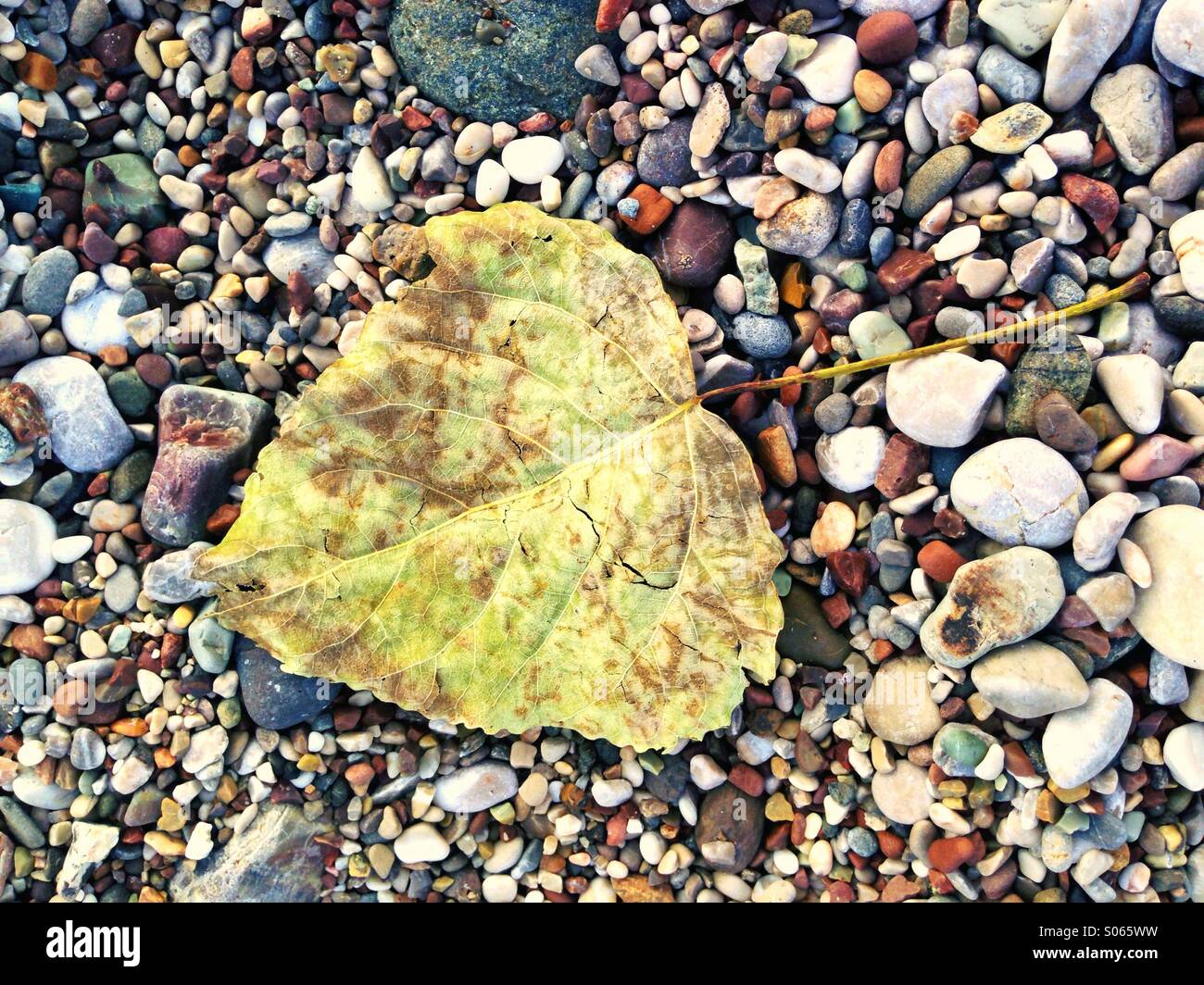 Baking hot: delicate colours of a dried leaf against  beach shingle on a hot summer day. Stock Photo