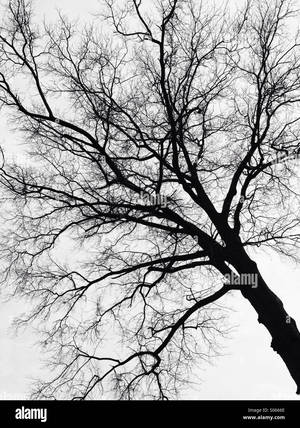 Silhouette of a tree on white sky Stock Photo - Alamy