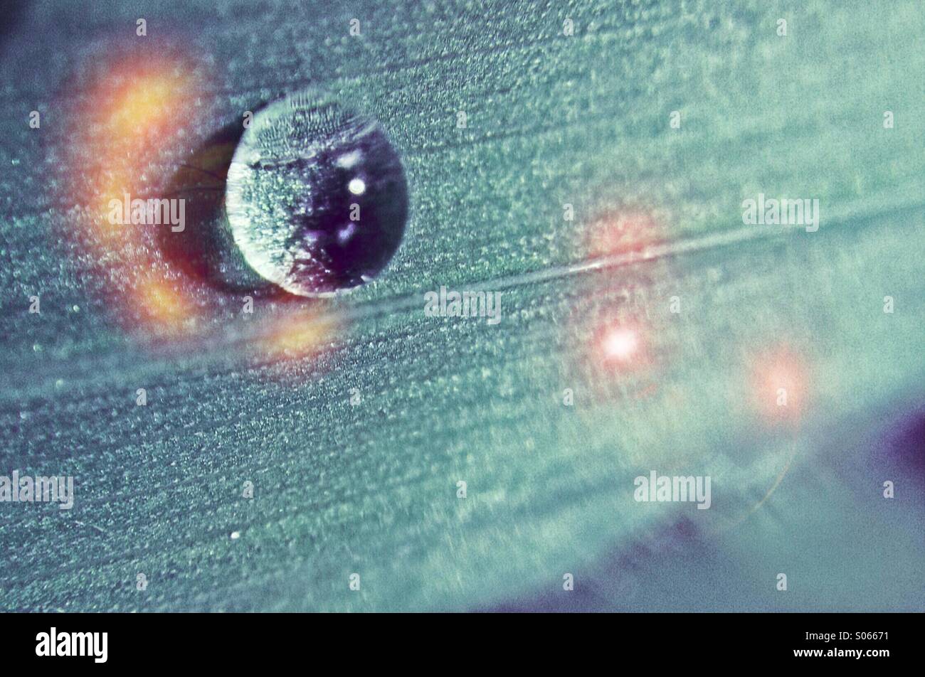 Water droplet on leaf Stock Photo - Alamy